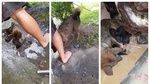 Xem video nhạc hot Chó Mẹ Gọi Người Đến Cứu Chó Con Và Cái Kết Cảm Động trực tuyến miễn phí
