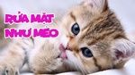 Xem video nhạc Zing Rửa Mặt Như Mèo (Karaoke) online