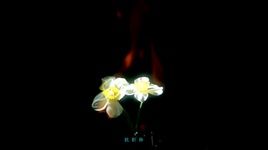 Ca nhạc Narcissus / 水仙 - Vũ Linh (Yu-Ling)