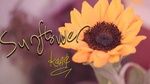 Sunflower - Kang