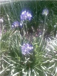 nhạc không lời 33