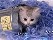 Nhạc Hot! Nhạc Hay