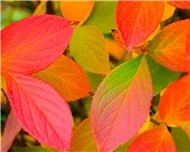 Những bản nhạc không lời