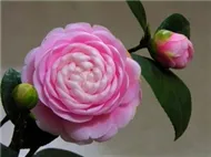 V.A - Yêu Là Nói (Valentine's Day 2012)