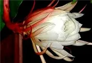 Trịnh Công Sơn - Nhiều Ca Sĩ