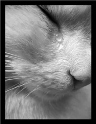 Đừng làm em khóc