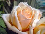 Cao Thái Sơn - Gió Lạnh (2011)