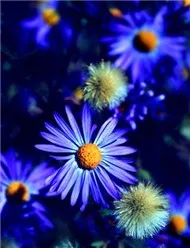 BÀI HÁT CÙNG GIỌNG CA BẤT TỬ