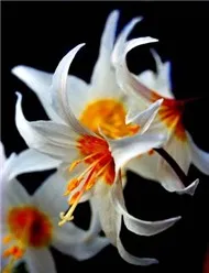 BÀI HÁT ĐÃ ĐĂNG