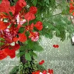 Kỉ niệm tuổi học tr&ograve;