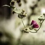 CA KH&Uacute;C BẤT HỦ