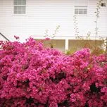 My Vietnamese Song Collection