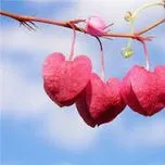 BÀI TÌNH CA CHO EM