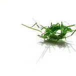 LK Ngh&egrave;o-Nhẫn cỏ cho em