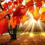 M&ugrave;a thu v&agrave;ng