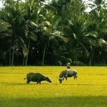 Hát Về Quê Hương Tôi