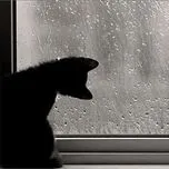 Chờ ngày mưa qua