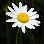 Tuổi thơ Mẹ - Tuổi thơ con