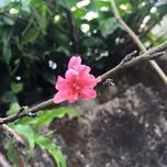 Dịu dàng mùa Xuân