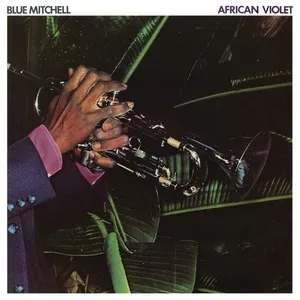 African Violet - Blue Mitchell