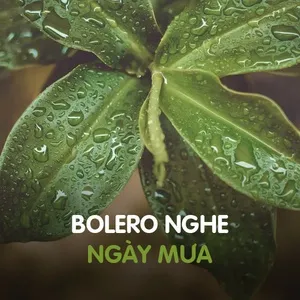 Bolero Nghe Ngày Mưa - V.A