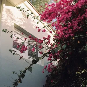 Bougainvillea - Sly Withers