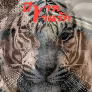 Year of the Tiger, Call Love / ปีขาล ขานรัก (Single) - Oh Seksun Parnprateep