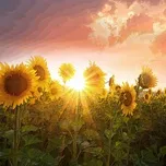 Sunflowers in the Sunshine - Nara Leão