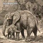 Trumpeter  -  Nara Leão