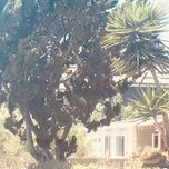 venice bitch - lana del rey