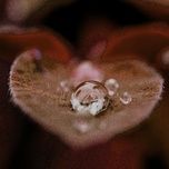 fine and mellow - billie holiday, mal waldron all-stars