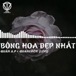 Bông Hoa Đẹp Nhất (Lofi Version) - Quân A.P, Quanvrox | Lời Bài Hát Mới - Nhạc Hay