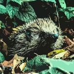 white christmas - chipmunk