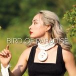 bird of paradise - thao ngo