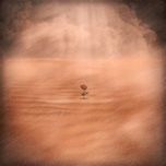 a flower in the sandstorm - joy