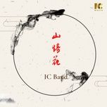 hoa son tinh / 山情花 - ic band