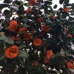 temporary nothing - mxmtoon