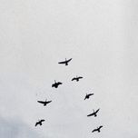 marriage - nelly furtado