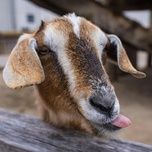 rapper le nhe - hustlang robber