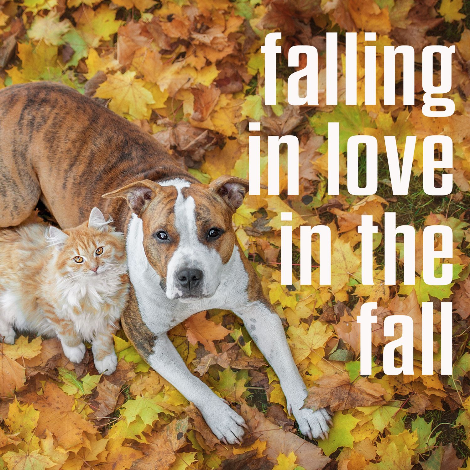 i dare you - rascal flatts, jonas brothers